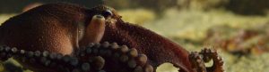 rust colored octopus