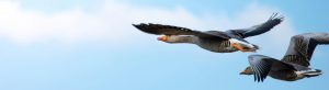 two geese in flight