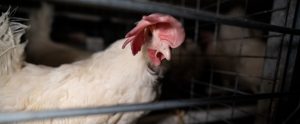 A white laying hen with a drooping comb looks out the front of her enriched battery cage at an egg farm.