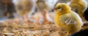baby chick in coop