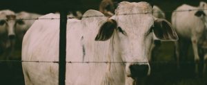cows behind barbed wire fence on Brazilian farm
