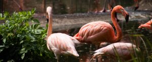 flamingos-at-the-zoo