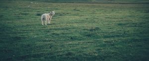 lamb in a green field