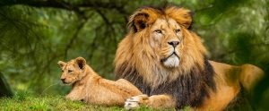 lion adult and cub sitting on grass