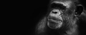 chimp b+w
