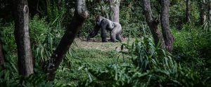 gorilla walking in the forest