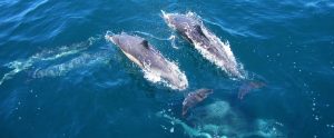 Cetaceans In Culture, Mythology, And Society