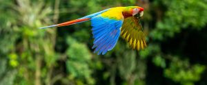Diseases In Captive, Wild, And Trafficked Birds