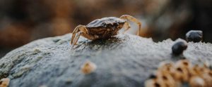 Do Laboratory Conditions Affect Wild Crab Welfare?