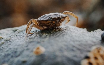 Do Laboratory Conditions Affect Wild Crab Welfare?