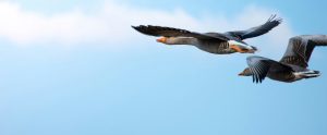 How do fireworks affect wild geese