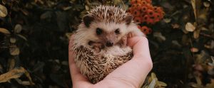 Insights From A British Wild Animal Rehabilitation Center