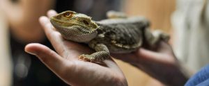The Challenges Of Making Animal Welfare Comparisons