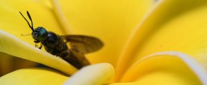 black soldier fly welfare concerns