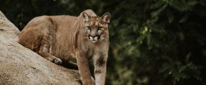 mountain lion on hill