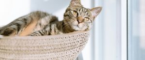sad cat in basket