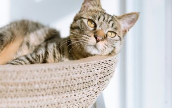 sad cat in basket