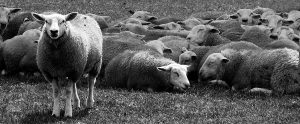 sheep in a field