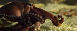 Octopuses: Ambassadors For Environmental Protection
