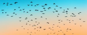 birds flying in a flock