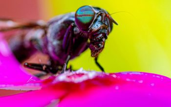 black soldier fly on flower