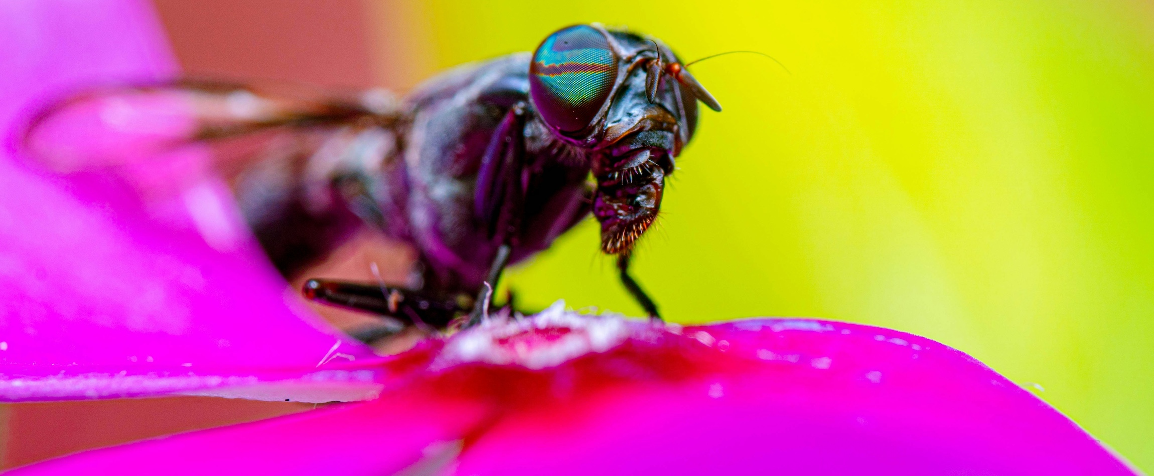 black soldier fly on flower