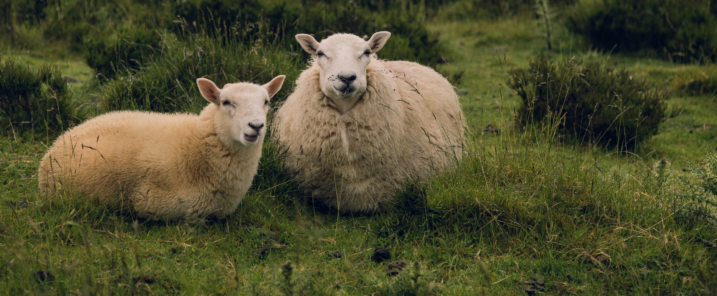 two sheep in the grass