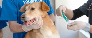 animal shelter volunteer with dog