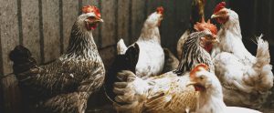 chickens in a small enclosure