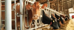 cow in feedlot
