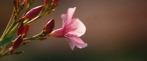 flower-blooming