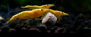 live shrimp in the water