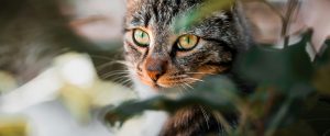 cat surrounded by house plants