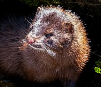 wild mink looking out of den