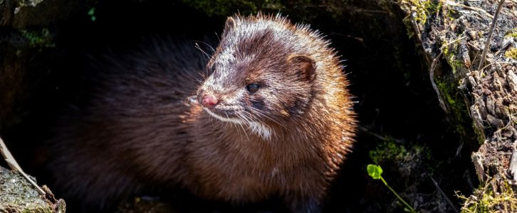 wild mink looking out of den