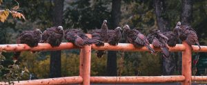 wild turkeys on a fence