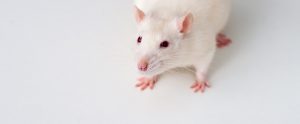 albino rat standing on white surface