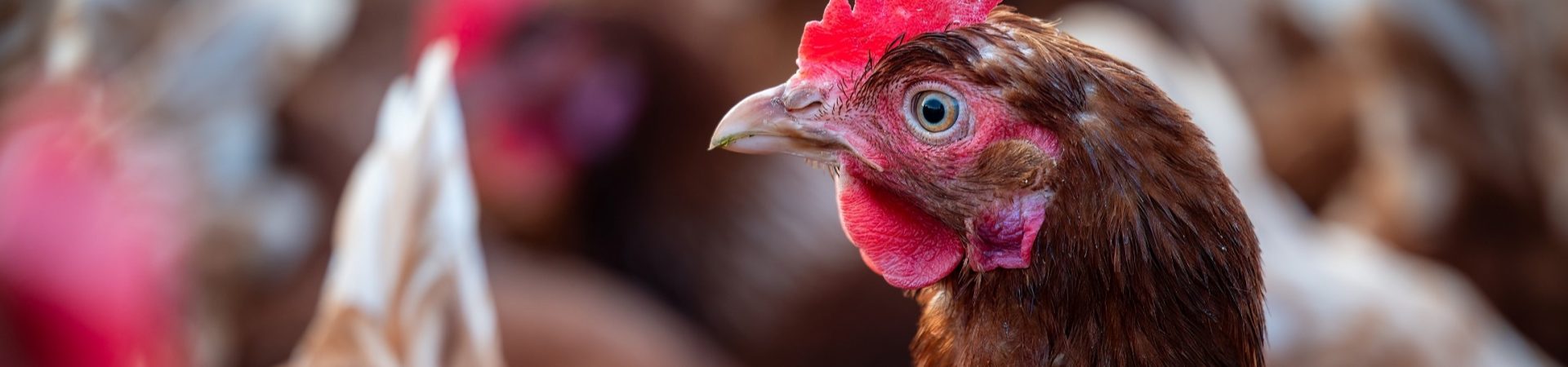 brown chicken hen close up