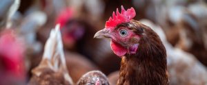 brown chicken hen close up
