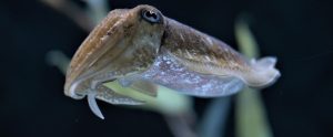 cuttlefish close up
