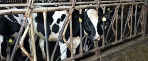 dairy cow standing with head through bars at feeder