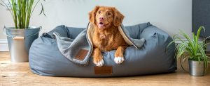 dog in bed looking up