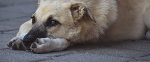 mixed breed dog lying down staring off into distance