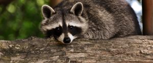 raccoon lying on branch
