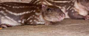 spotted paca lying down looking sleepy