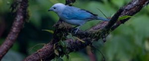 tanager bird on branch Costa Rica