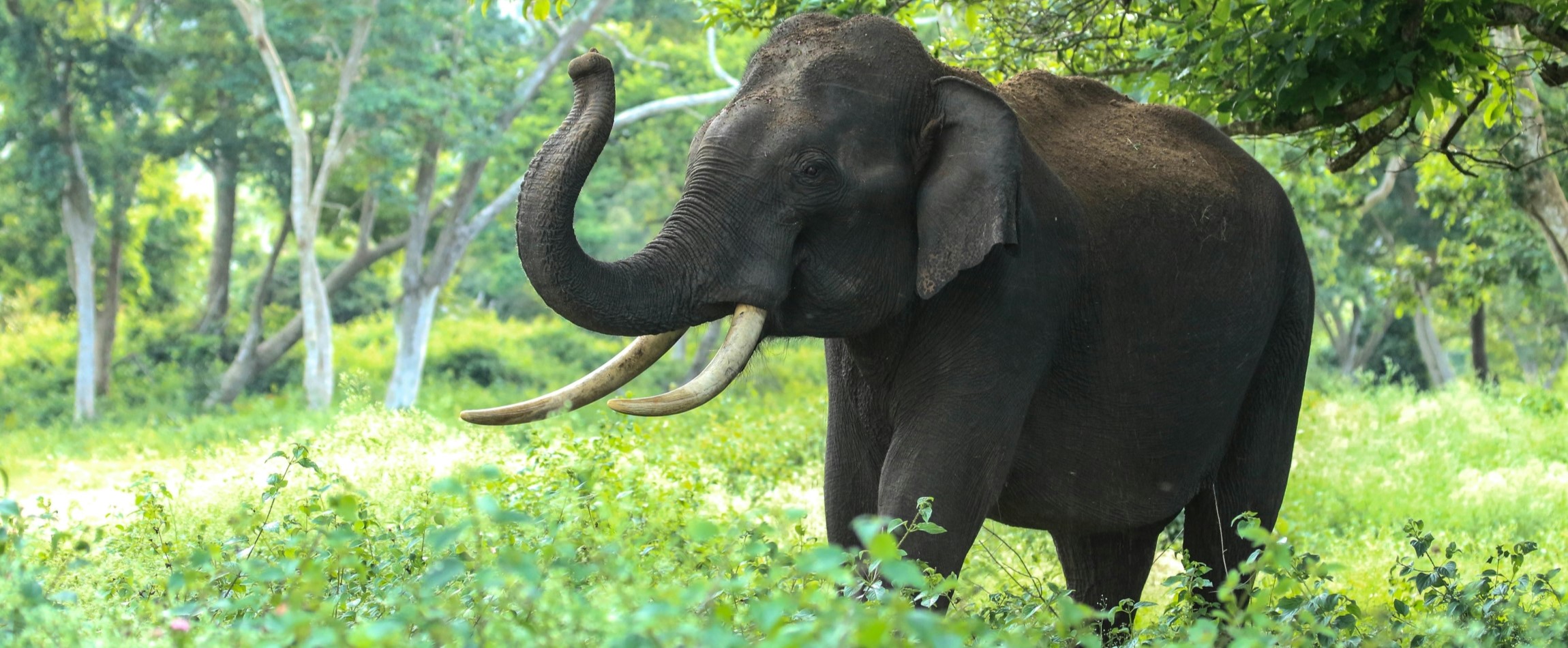 Asian elephant standing in forest trunk raised