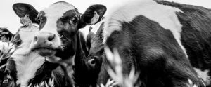 cows outdoors in grass field grayscale