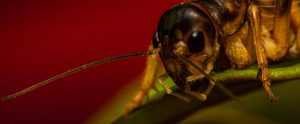 dark brown cricket close up