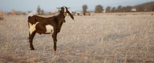 goat standing in field Tunisia